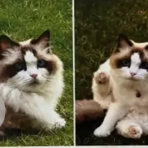 A White-Brown Mix Ragdoll Cat Missing from the villa nova, la rosa 3,