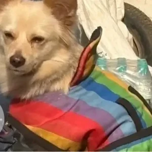 A White Pomeranian Dog Found from BIBA showroom on Ring Road Lajpat Nagar-4