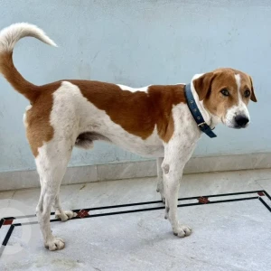 A White-Brown Mix Indie Dog Missing from Maruthi Nagar, Vanasthalipuram