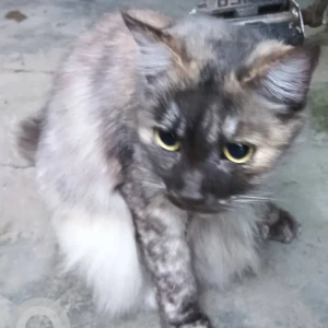 A Grey-White Mix Tortoiseshell Cat Missing from Kolathur, Vajravel Nagar