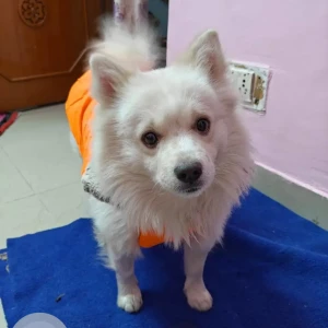 A White Indian Spitz Dog Missing from Mayur Vihar Phase-2
