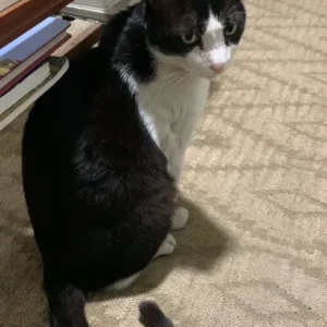 A Black and White Indie Cat Missing from 6th Lane, Prabhat Road-2