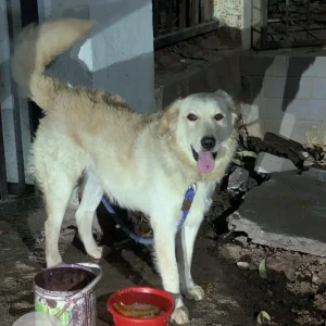 A White Labrador Dog Found from Sai Sagar Enclave Trimulgiri