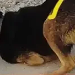 A Black and Brown Indie Dog Missing from Hosmat Hospital-3