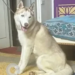 A White Husky Dog Missing from Javaregowda park, Saraswathipuram-2
