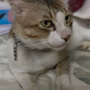 A White-Brown Mix Oriental short hair Cat Missing from Asiad colony park-3