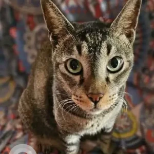 A Black and Brown Indie Cat Missing from 201 Bu Block, Pitampura-2