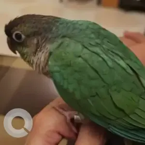 A Green Conure Bird Missing from Kalyan nagar
