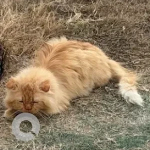 A Golden Persian Cat Found from Near Giggles English Nursery,outside villa 33