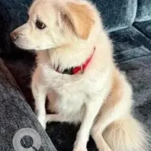 A White Pomeranian Dog Missing from Mehrauli-3