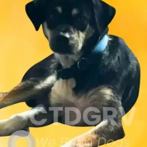 A Black and Brown Beagle mix Dog Missing from Fitch Hill Area