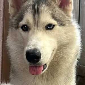 A Grey-White Mix Husky Dog Found from Syndicate bank layout herohalli