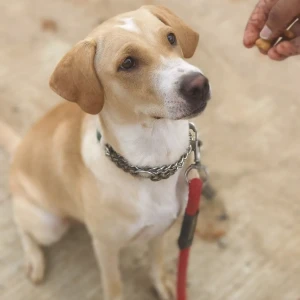 A White-Brown Mix Indie Dog Adoption from Bengaluru