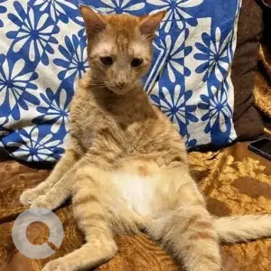 A Orange Ginger Cat Missing from Saryu Tower, Sec-4 Vaishali