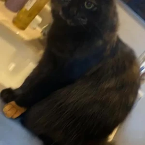 A Black Persian Cat Missing from near Silicon Central Mall