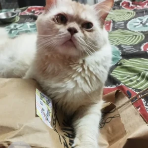 A White-Brown Mix Persian Cat Missing from Versova, dominos branch-2