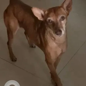 A Brown Indie Dog Missing from Mankhurd-2