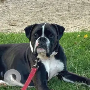 A Black and White Boxer Dog Missing from Near Touisset Wildlife Refuge Audobon