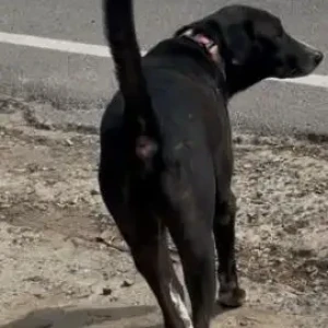 A Black and White Indie Dog Missing from Vasant Vihar Tehsil, New Delhi