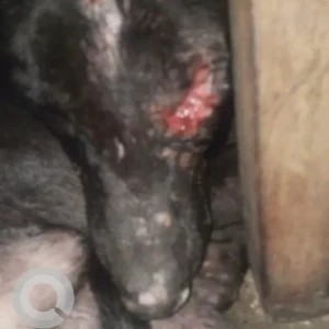A Black Indie Dog Missing from Saboli, Behta Hajipur