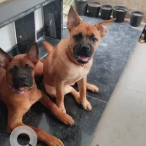 A Black and Brown Boxer mix Dog Found from Reliaable Lifestyle Layout, Bengaluru