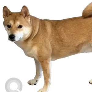 A White-Brown Mix Shiba Inu Dog Missing from Leo M Birmingham Pkwy/Lincoln St