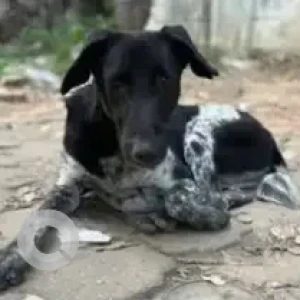 A Black and White Indie Dog Missing from Sivanchetti Gardens, Bengaluru-2