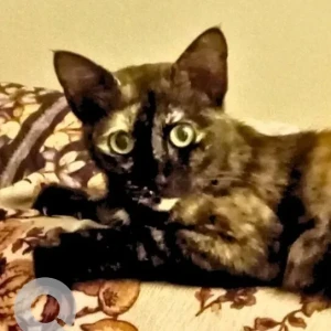 A Black and Brown Local Tortie Cat Found from Porvorim, Porvorim