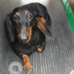 A Black and Brown Dachshund Dog Found from Landmark:, Bengaluru