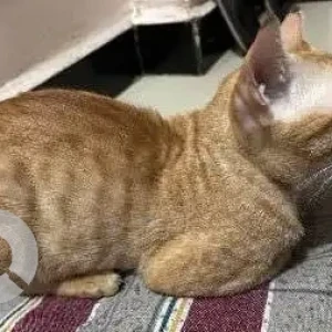 A Orange Ginger Cat Missing from Thane West, Thane-2