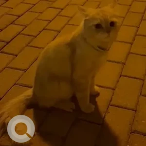 A Light Brown Persian / Turkish or mixed breed Cat Found from Palm Jumeirah.