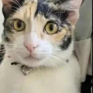 A Black and White Calico Cat Missing from Bengaluru