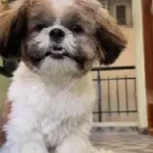 A White-Brown Mix Shih Tzu Dog Missing from Banashankari, Bengaluru-3
