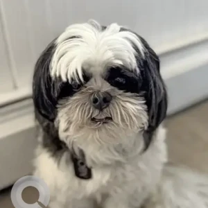 A Black and White Shih Tzu Dog Missing from Andover St./Phillips St. lawrence