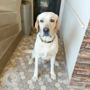 A White Labrador Dog Missing from Alamathi, Chennai-3