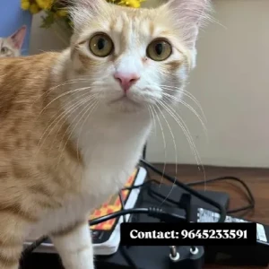 A Brown Ginger Cat Missing from Cubbon Park Court-2