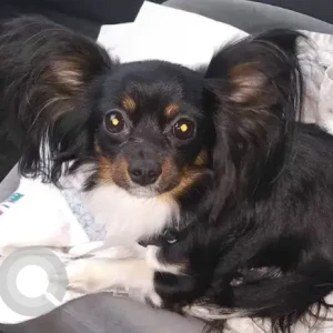 A Black and Brown Chihuahua X Dog Missing from 5th St/Pleasant St near Fall River Bus Terminal
