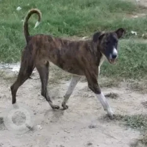 A Black and White Indie Dog Missing from Maharaja Agrasen Hospital Dwarka