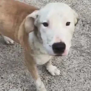 A White-Brown Mix Pitbull mix Dog Found from Green park, Uphaar Cinema
