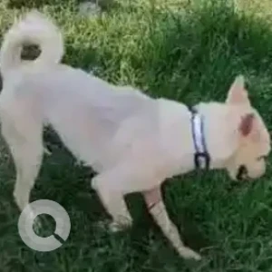 A White Indie Dog Missing from 18 Main Service Rd Opp I/O Bunk, Sec 2 HSR Layout-2