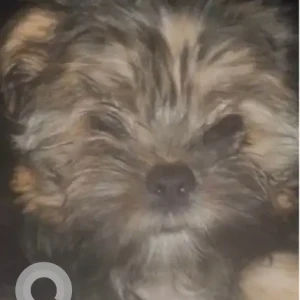 A Black and Brown Pomeranian Shitzu Mix Dog Missing from Kilburn Mill Building