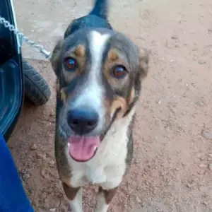 A Black and Brown Indie Dog Found from Pilerne Candolim Road, Marra