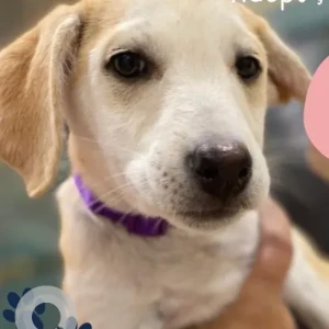 Female Indie Dog Adoption for Adoption in Wakad