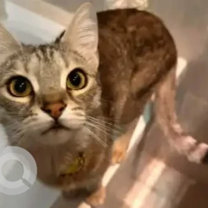 A Grey-White Mix Domestic Shorthair Cat Missing from business bay