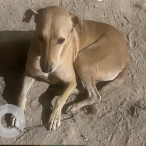 A Brown Indie Dog Missing from Vikaspuri, West Delhi