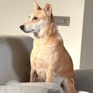 A White-Brown Mix Indie Dog Missing from Ambawadi, Ahmedabad