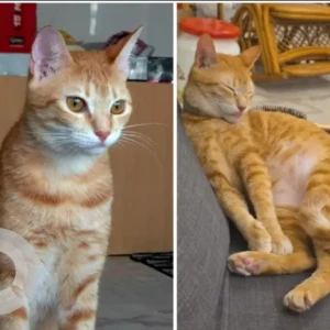 A Orange Arabian Mau Cat Missing from Opp Glitz 2 building, Dubai Studio City
