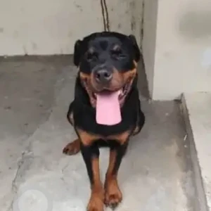 A Black and Brown Rottweiler Dog Found from Padmanabhanagar, Bengaluru-4