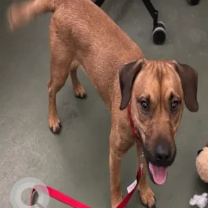 A Brown Mix Dog Found from I-495 Rest Shop