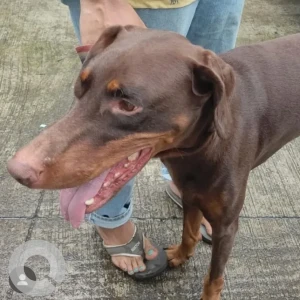 A Brown Doberman Dog Found from Mumbai Central